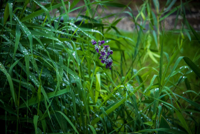 野外雨后湿润紫花植物特写