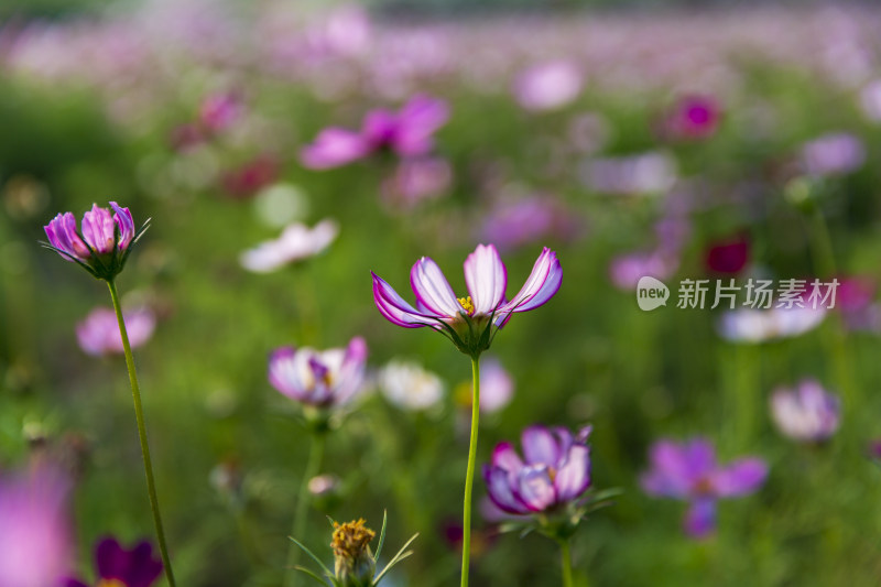 四季花卉盆景格桑花