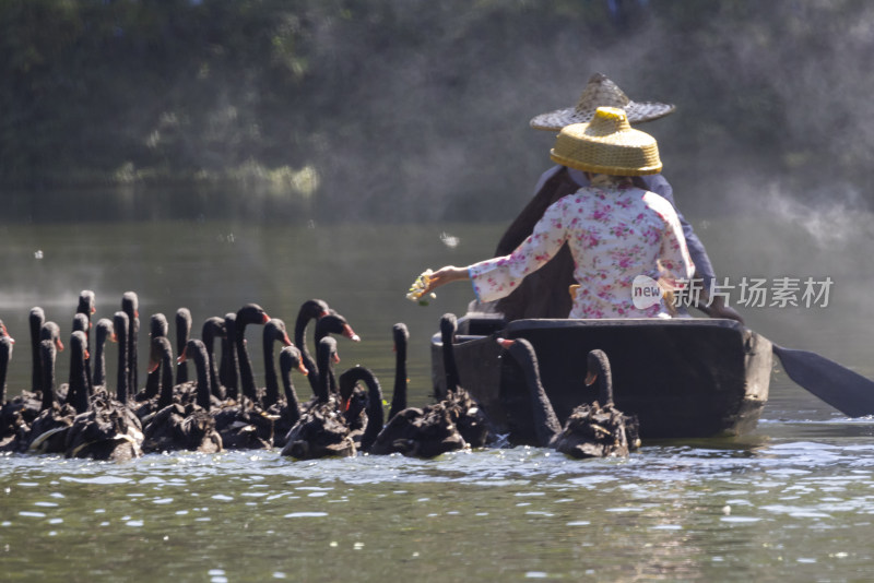 小船与黑天鹅 人与自然和谐相处