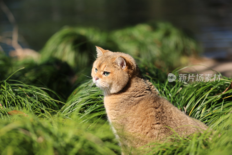 公园里的宠物猫金渐层