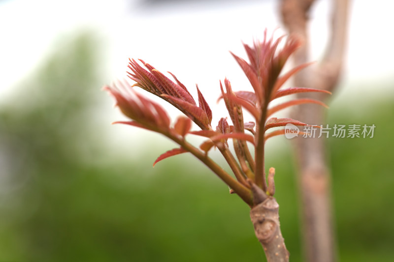 春季户外鲜嫩的香椿芽特写