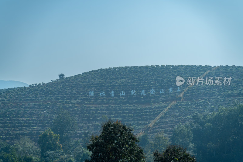 蓝天下茶山上的标语