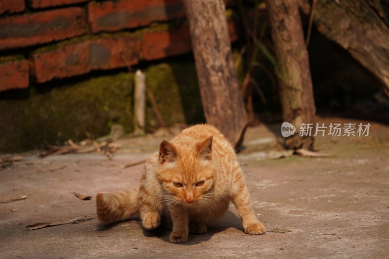 可爱橘猫写生