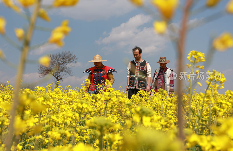 油菜花绘就田园美景