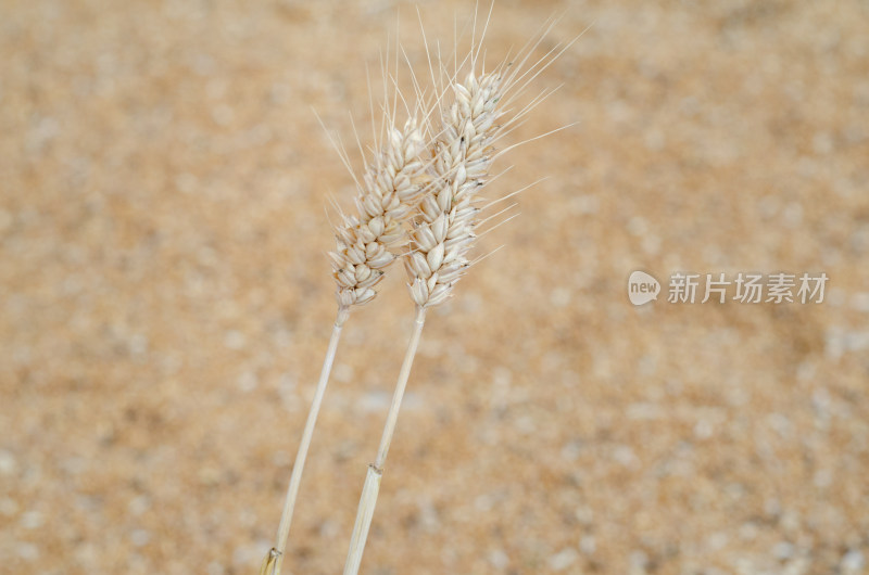 芒种时节的金色麦穗，背景是一堆麦粒