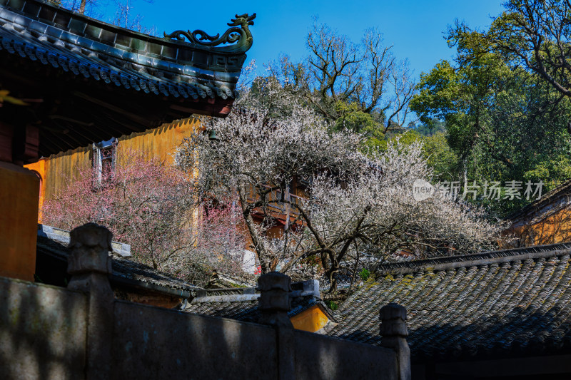 天台国清寺建筑与隋梅盛开美景