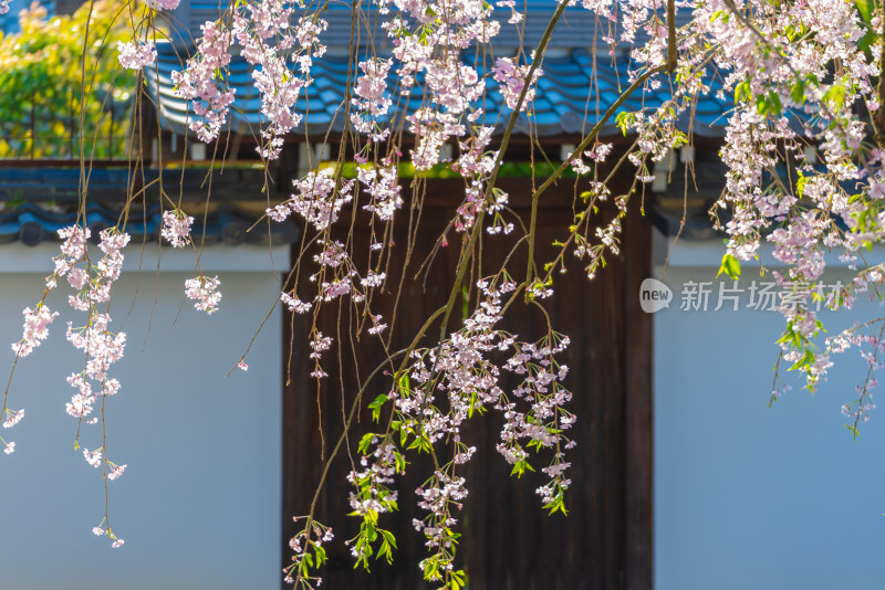 京都樱花