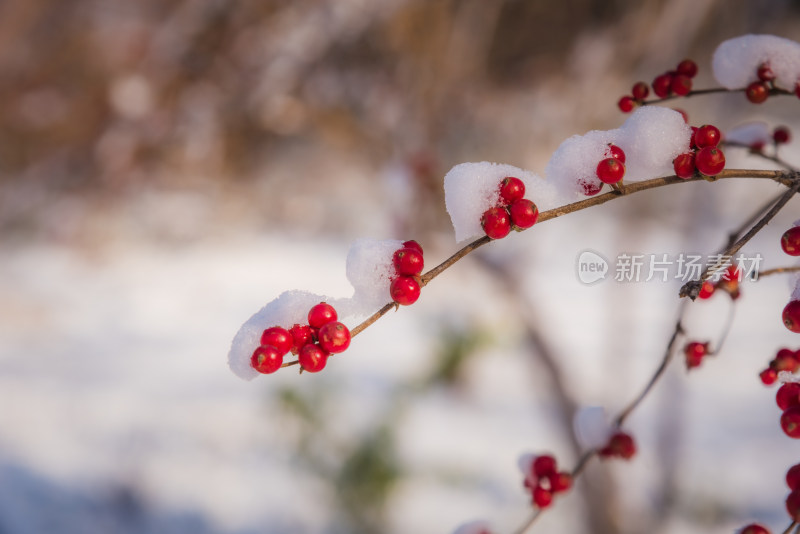 冬日红色浆果上的雪花背景