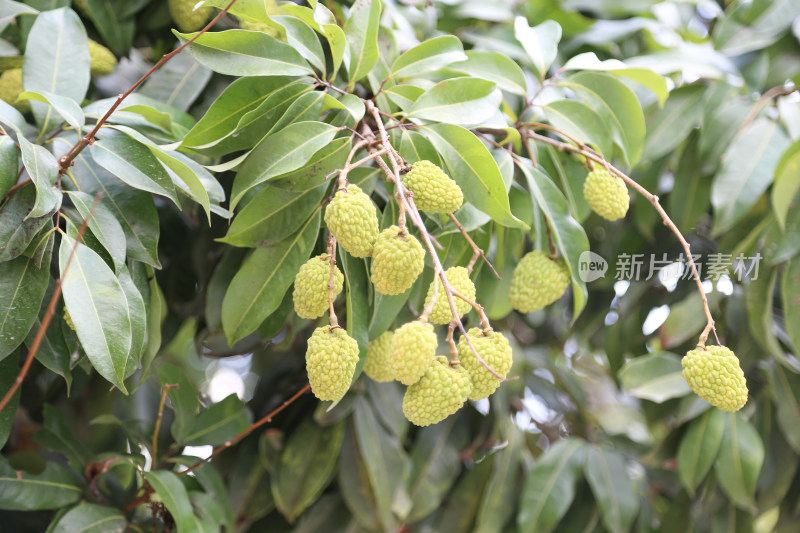 挂满荔枝的荔枝树