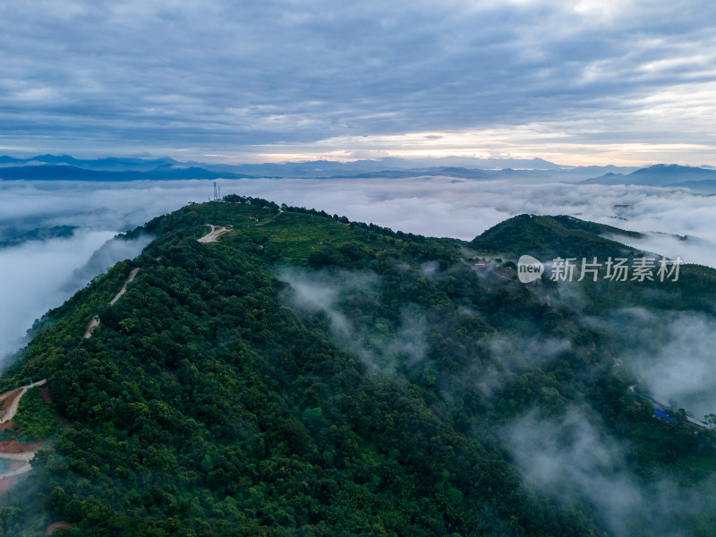 大山原生态高山云海森林绿美