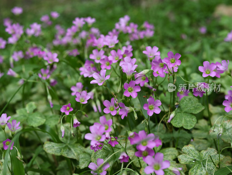 春天绿色的草地和盛开的紫色鲜花的风景