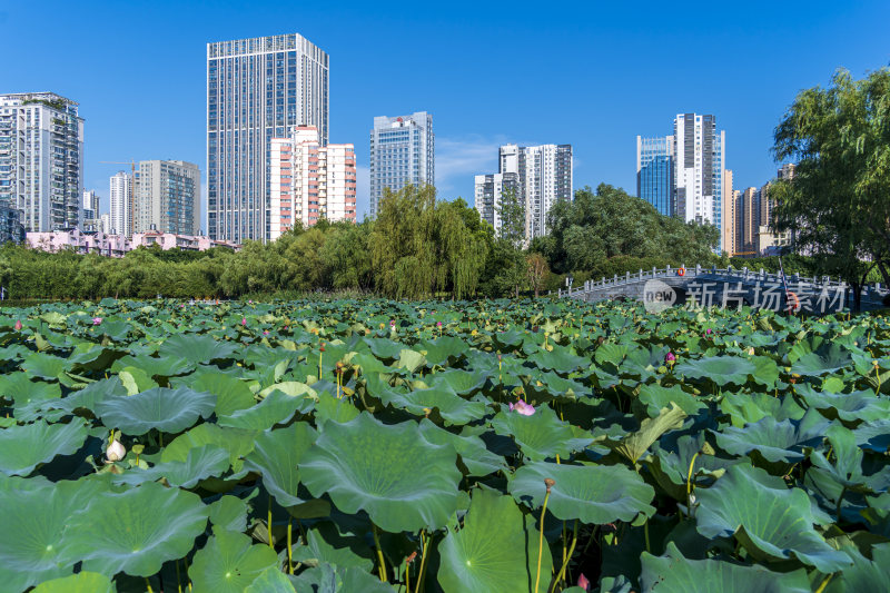 武汉武昌区沙湖公园风光