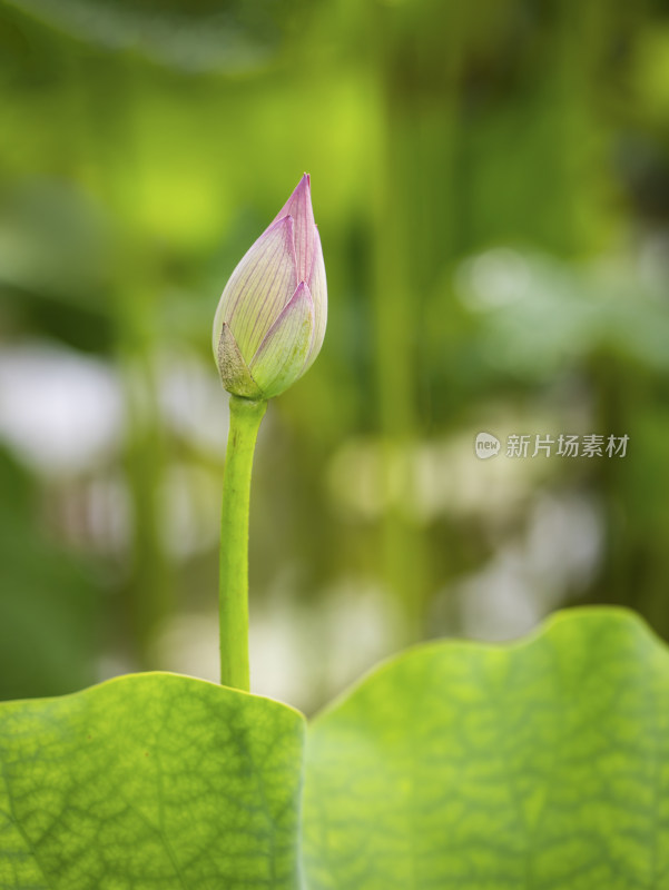 荷花特写