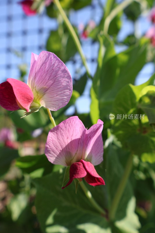 农村家里的蔬菜之花