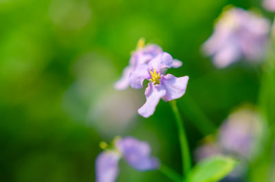 特写紫色小花二月兰