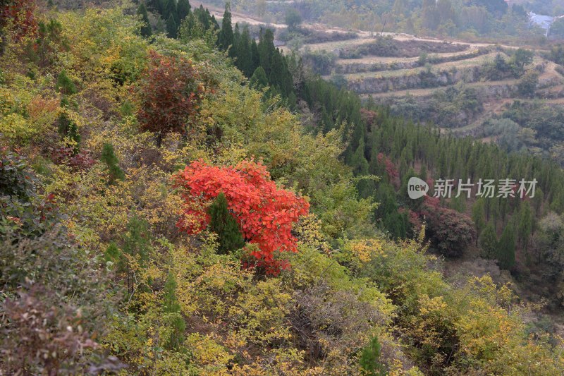 红叶柿岩风光