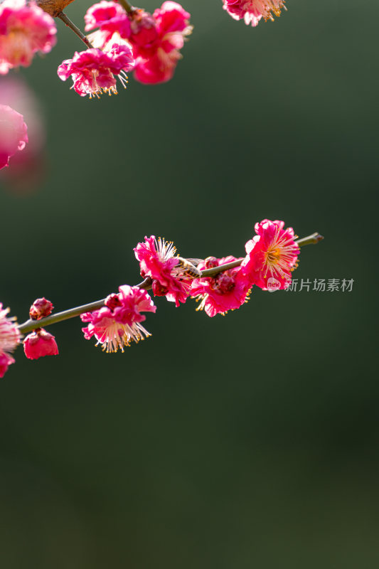 特写绽放的粉色梅花