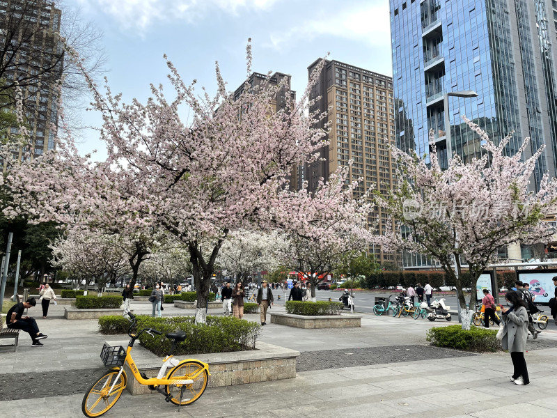 春日都市里的樱花盛景