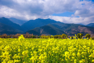 油菜花田与山