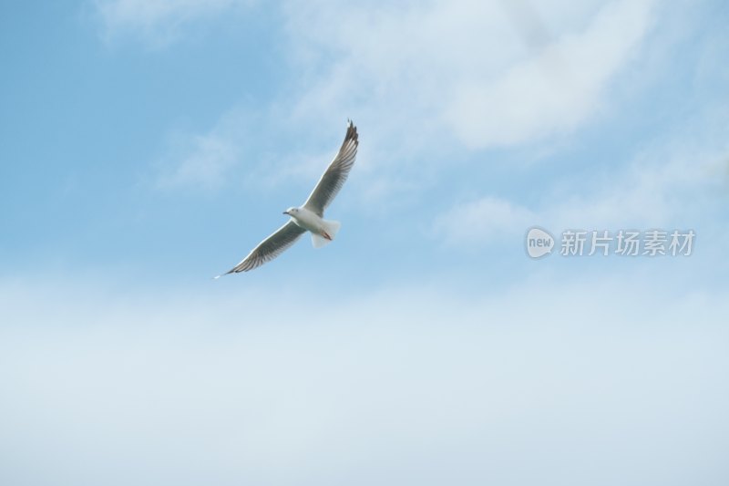 蓝天中飞翔的海鸥
