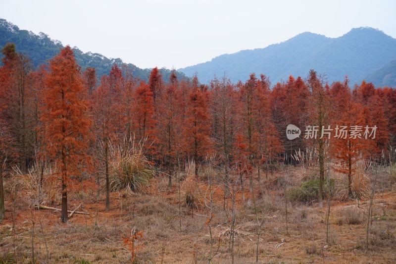 红杉林、水生红杉树