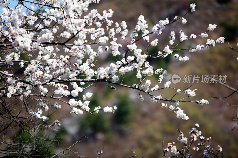 春天漂亮的山桃花