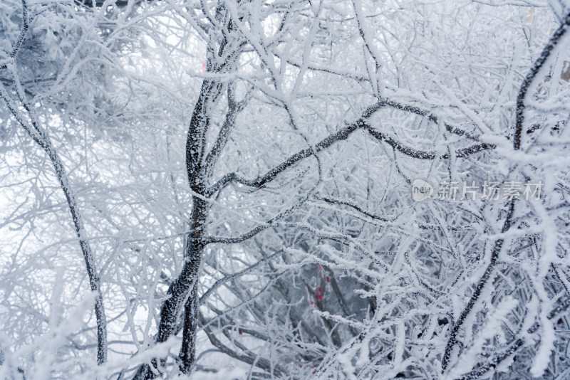 冬季大雪树木雾凇雪挂