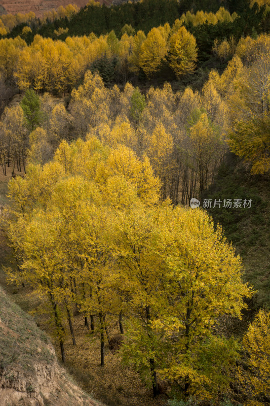 秋天山区林场金黄的树木层林尽染