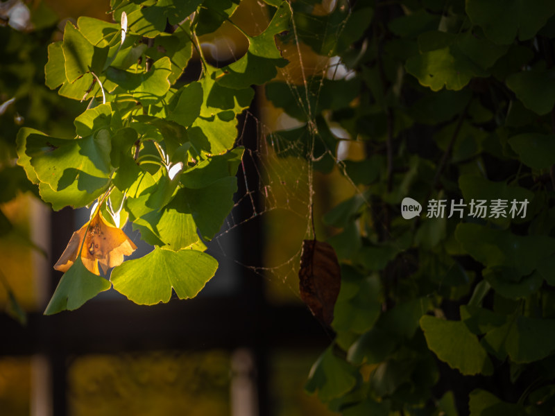 秋天树上的银杏叶的特写镜头