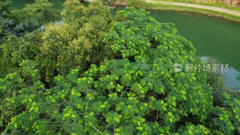 广东东莞：银瓶山森林公园清溪景区凤凰树