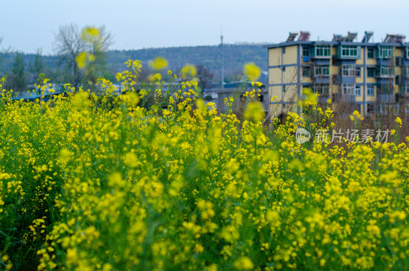 一片油菜花田