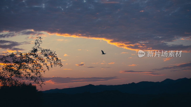 夕阳飞鸟