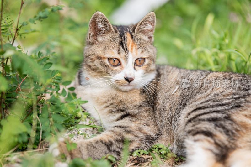 小猫咪、狸花猫、宠物猫