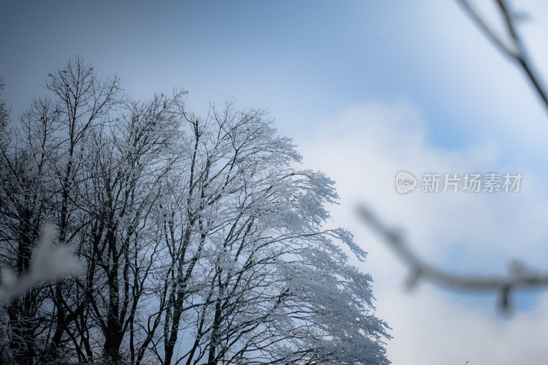 唯美冬日树林天空