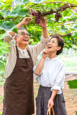 老年夫妻在果园采摘葡萄