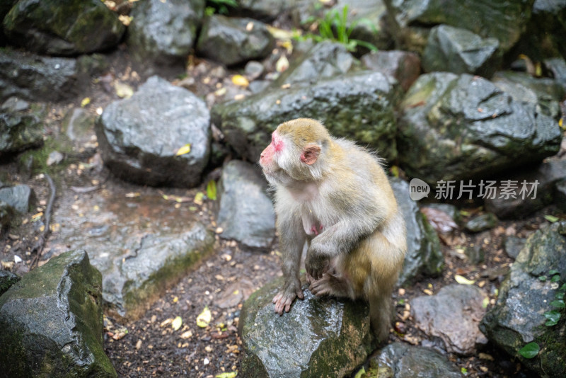 野外石头上的猴子