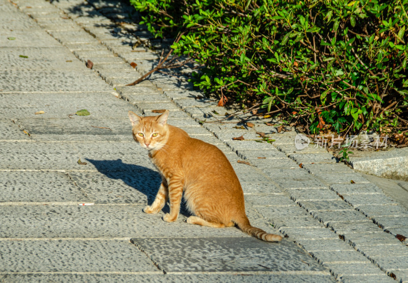 阳光下的一只猫