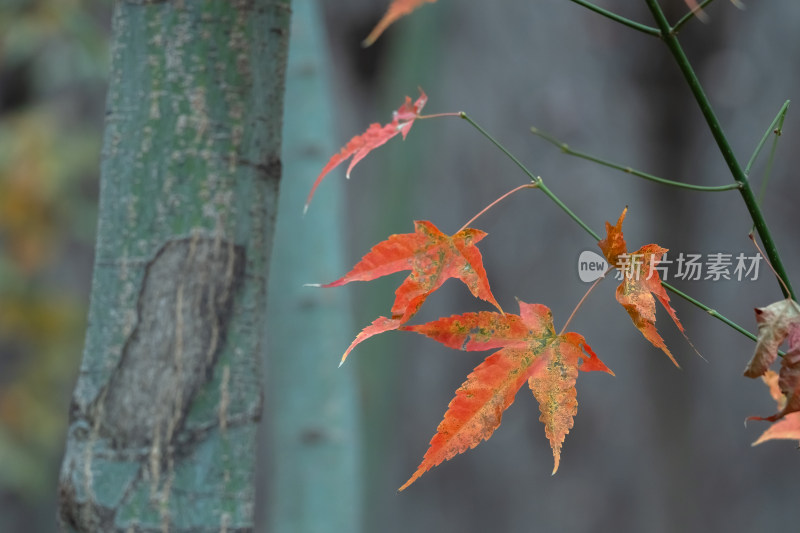 秋天霜降红叶