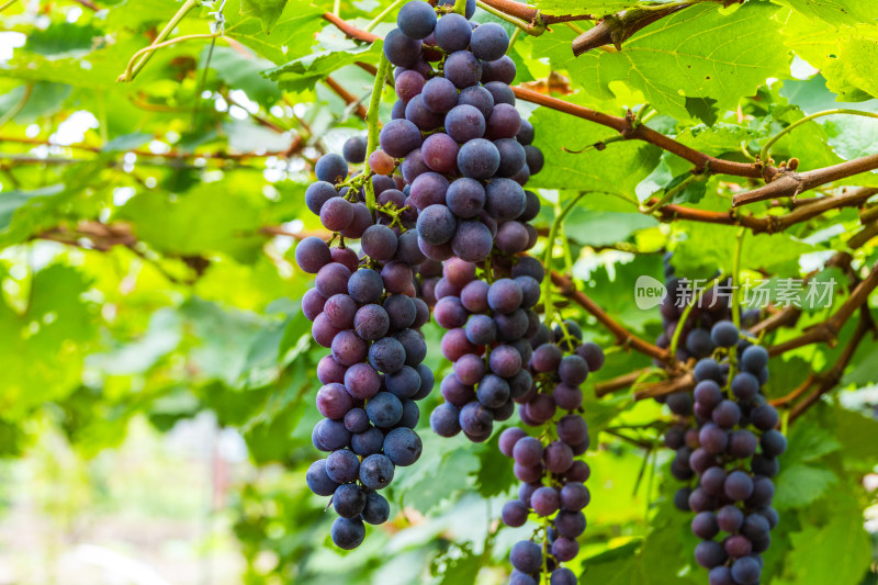 葡萄园里种植的夏黑葡萄