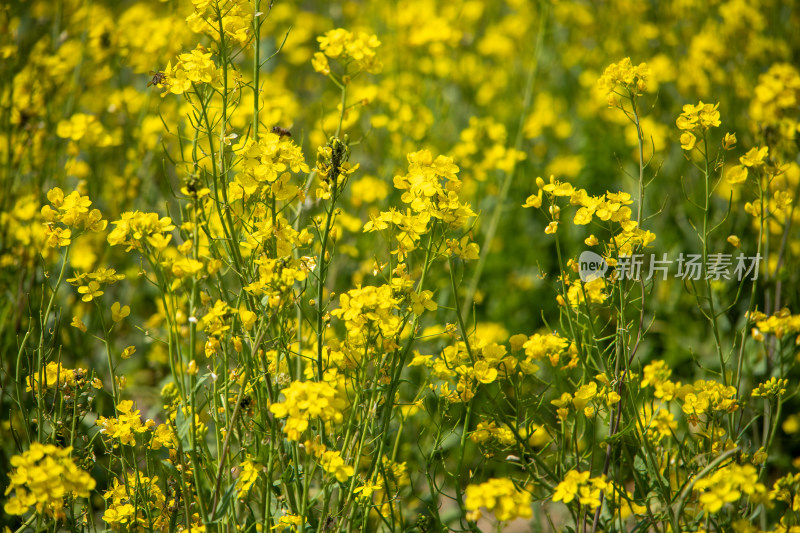 春天野外金灿灿的油菜花田金黄色花海