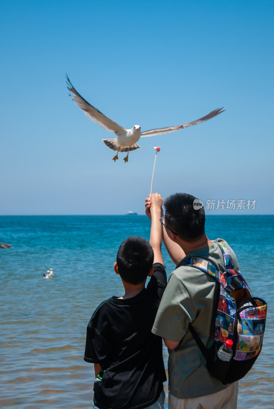 威海海鸥