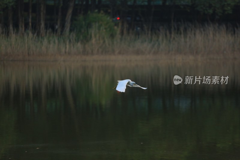 白鹭于湖面低空飞行