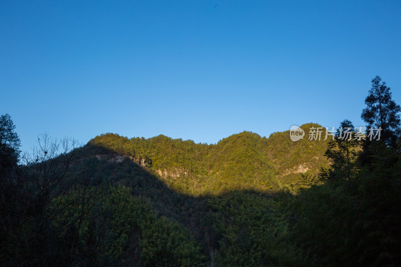 阳光下绿意盎然的山林风景