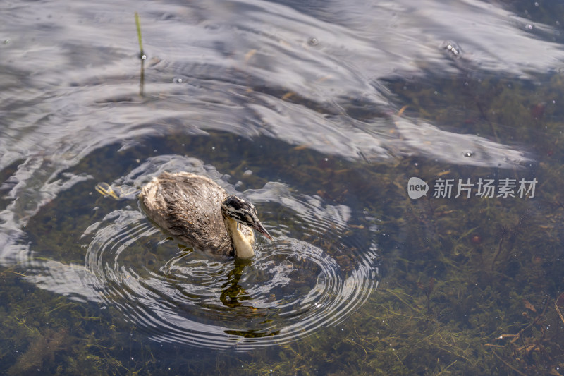 一只在若尔盖花湖湿地觅食的凤头䴙䴘幼鸟