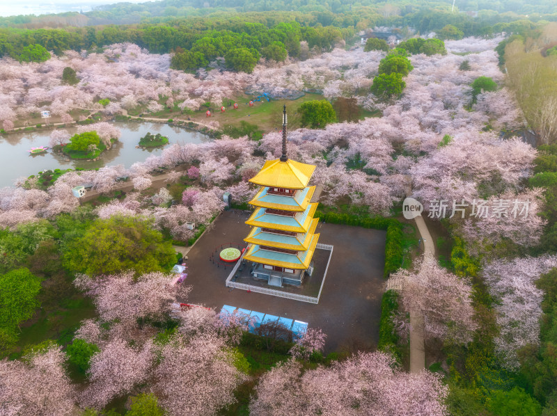 湖北武汉春季白天东湖樱花园航拍风光