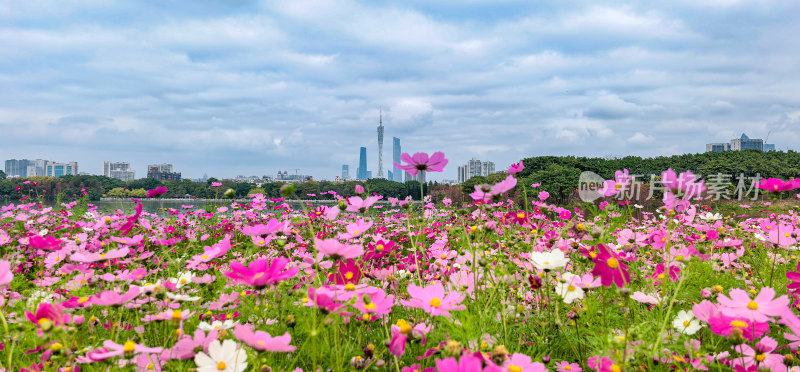 广州市海珠湖公园内盛开的格桑花