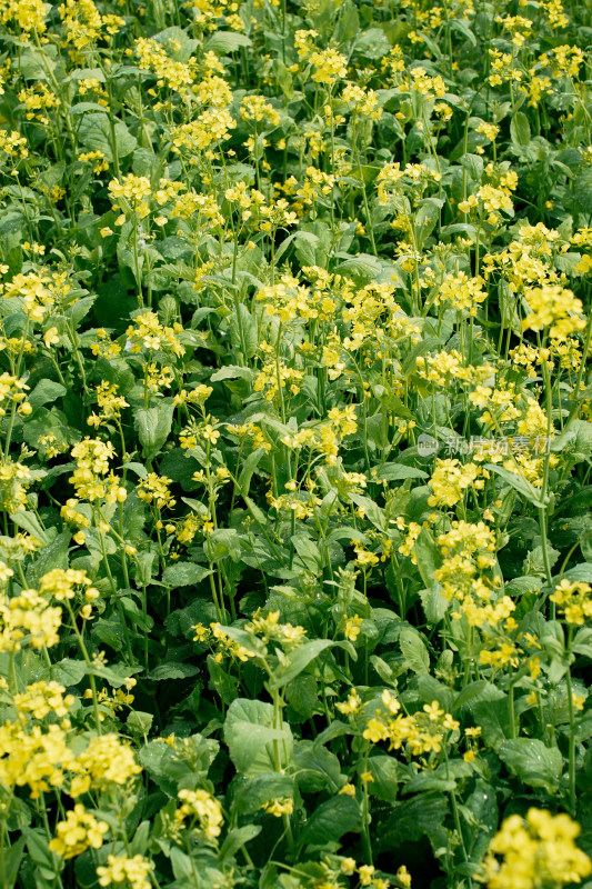 北京温榆河公园油菜花田