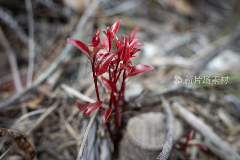 春天发芽