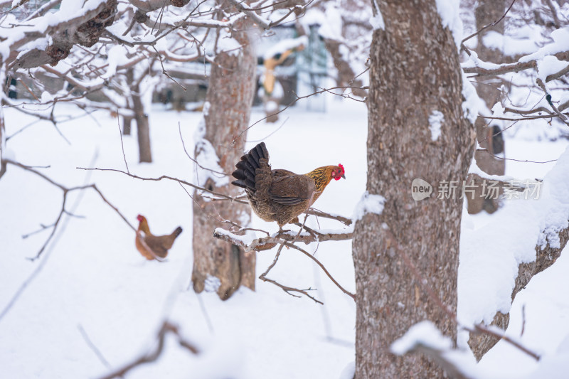 树枝上的鸡冬季散养大雪