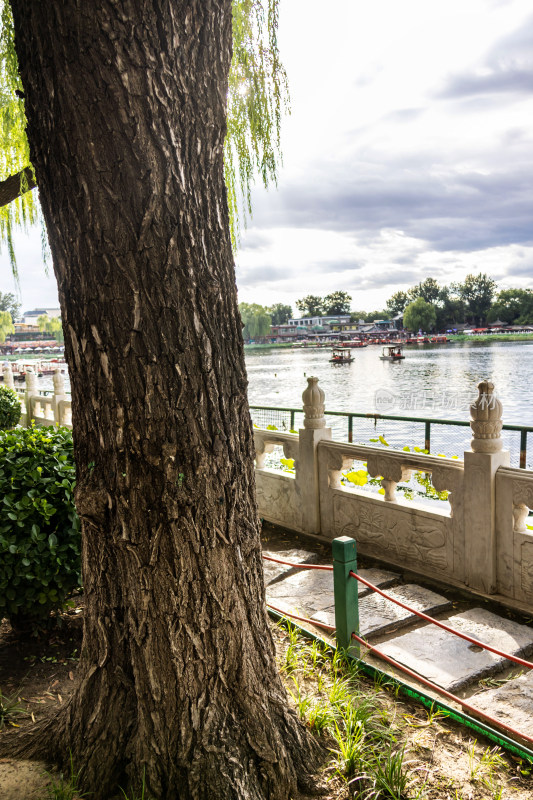 北京后海什刹海公园大树